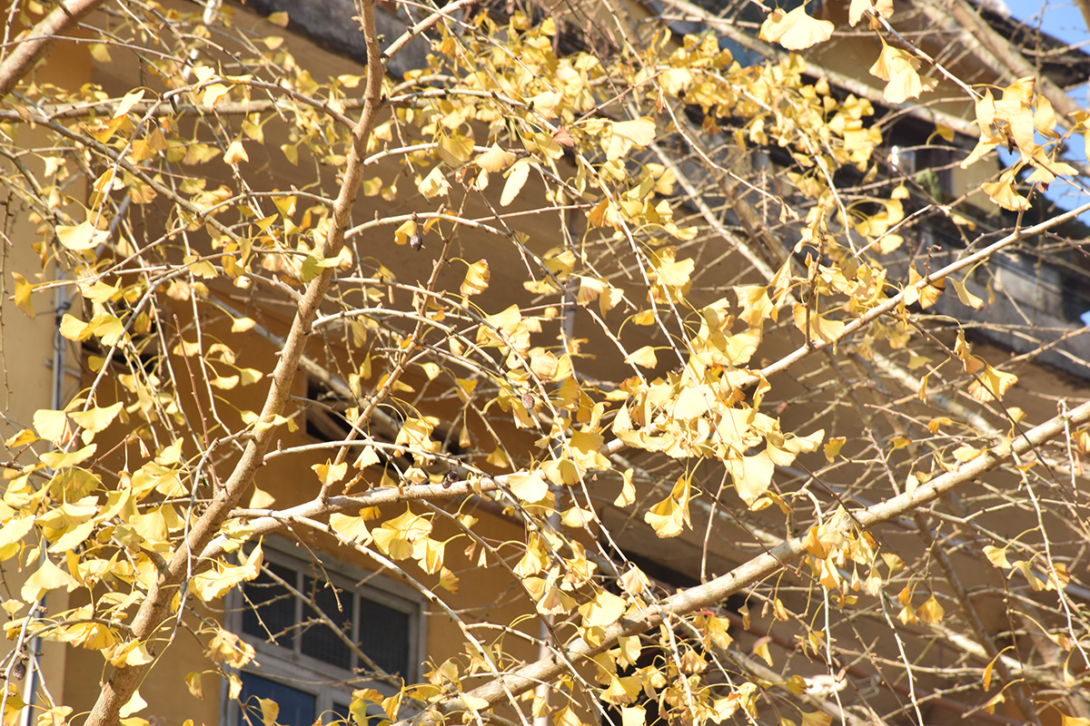 2017年花都區工商聯通訊員(韶關學院)培訓班